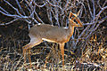 Tiny Dik-dik