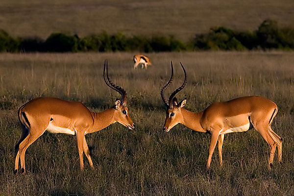 Impala Before The Skirmish In Masai Mara