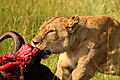 Lioness With Her Kill