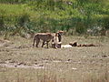 Cheetah Mother With Reed Buck & Her Four Cubs