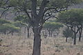 Leopard Climbing Tree, Tanzania
