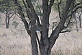 Leopard Playing In The Tree, Tanzania