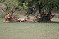 Pride Of Lions, Tanzania