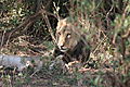 Tree Climbing Lions (male & Female), Tanzania