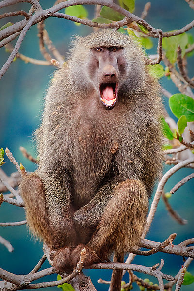 Angry Baboon