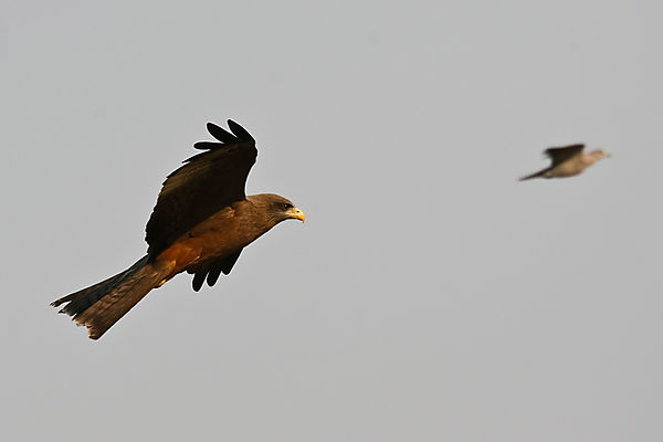 Yellow-billed Kite