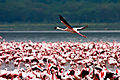 Flamingos At Lake Nakuru