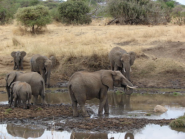 Elephants