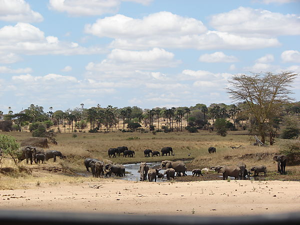 Elephants At A Waterhole