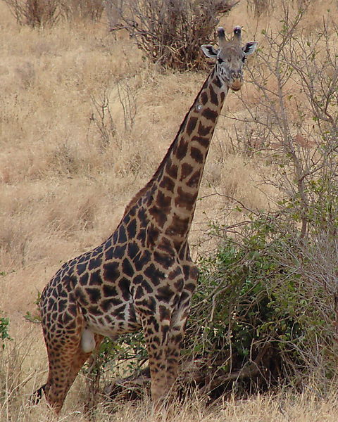 Giraffe