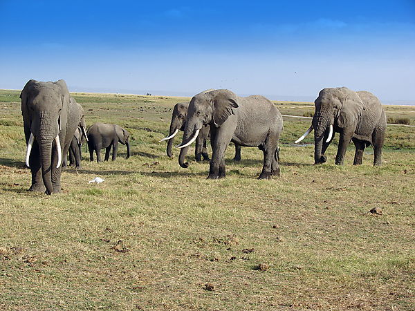 Herd Of Elephants