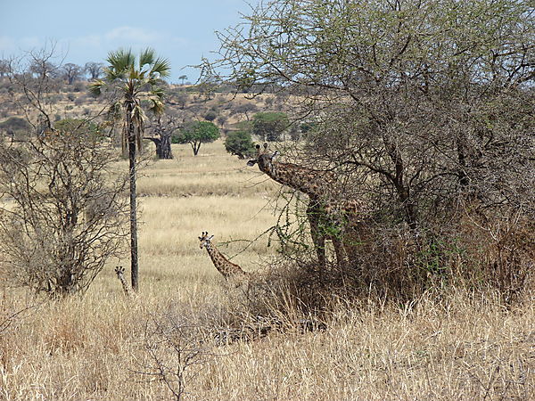3 Inquisitive Giraffes