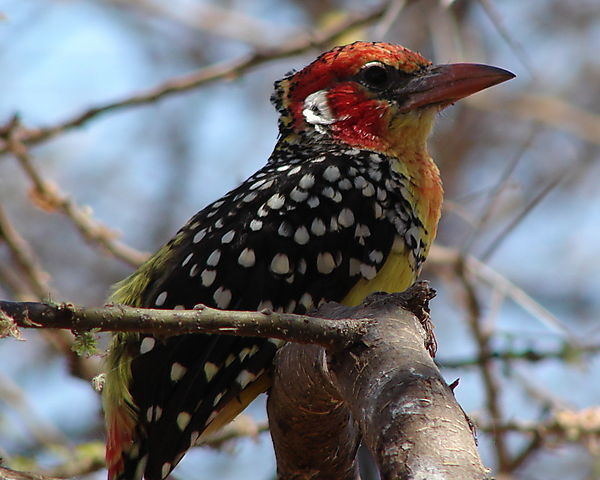 Red And Yellow Barbet