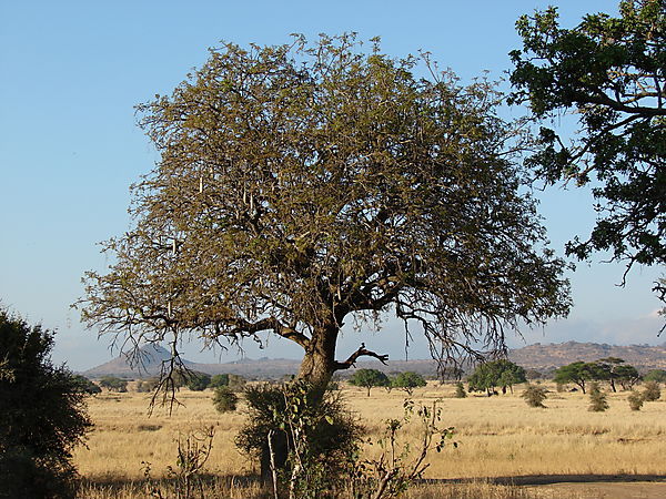 Sausage Tree