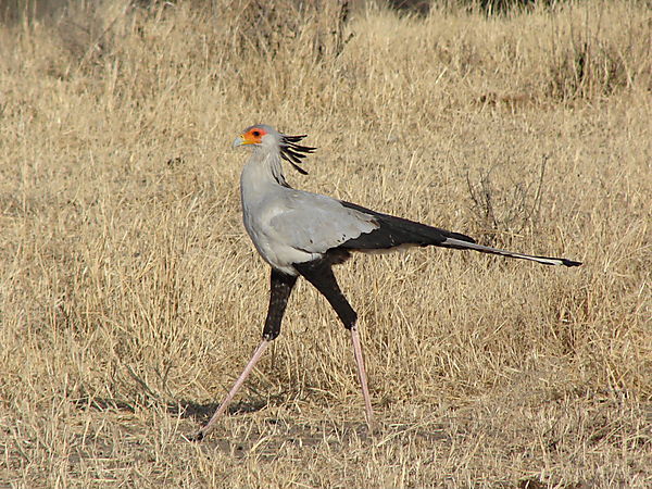 Secretary Bird