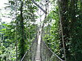 Rope Bridge In Kakum National Park