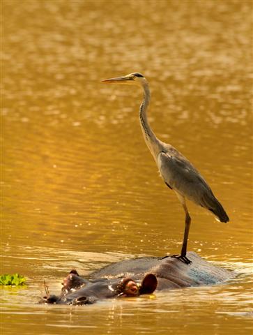 Hippo And Heron