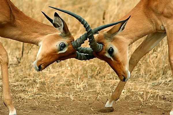 Impala Fight