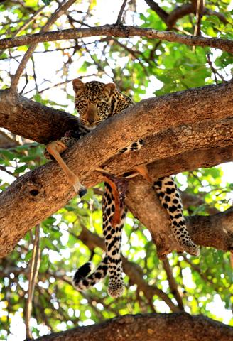 Leopard With A Kill