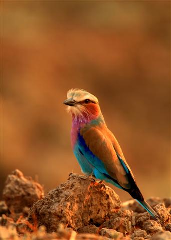 Lilac Breasted Roller