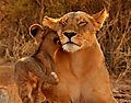 Lion Mother In A Tender Moment With Cub