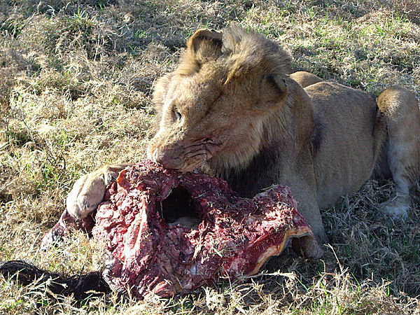 Antelope Park Lion