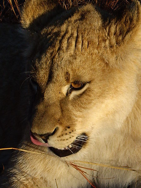 Antelope Park Lion