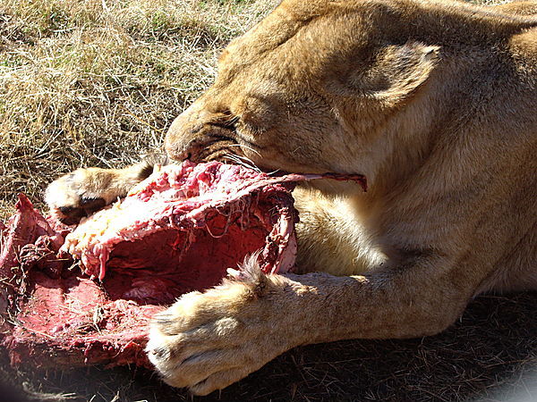 Antelope Park Lioness