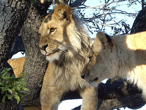 Antelope Park Lions