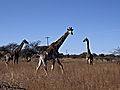Antelope Park Giraffe