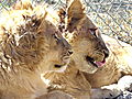 Antelope Park Lion Cubs