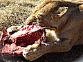 Antelope Park Lioness