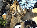 Antelope Park Lions