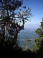 Blyde River Canyon - Rainforest Walk