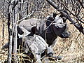 Matopos National Park Rhinos