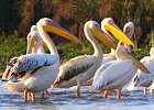 4 days: Flamingos, Pelicans and BIG 5 Safari