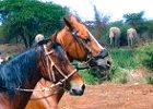 Horseback Riding and Wildlife Safari in Tanzania