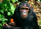 Luxury Primate Group Safari