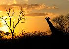 Kruger National Park - Eco-Safari