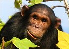 16 day Wildebeest and Chimpanzees Nature Safari