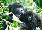 Troop to the Gorillas - Uganda