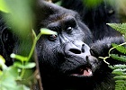 Fly-In Gorilla Safari