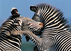 Kenya and Tanzania Lodge Safari