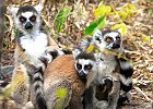 Nature & Culture Tour of Madagascar