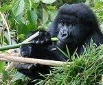 5 days Wildlife & Gorilla Safari Uganda
