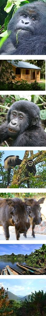7 day Gorilla Watching - Great Apes Safari Uganda