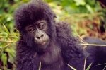 4 day Rwanda Gorilla Luxury Safari 2024