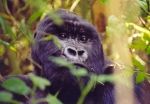 4 day Rwanda Gorilla Luxury Safari 2024