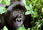 Rwanda Discovery Safari