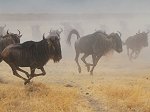 Tanzania Wildebeest Migration Lodge Safari  - 6 Days